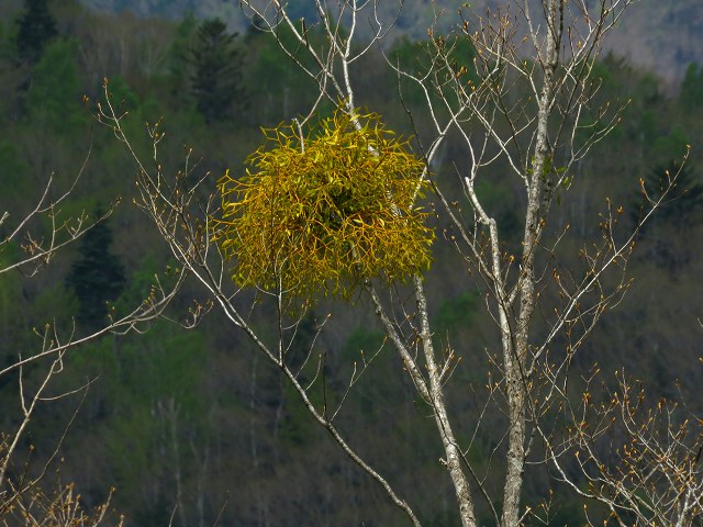 e0242721_863174.jpg