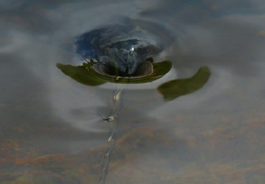e0242721_883019.jpg