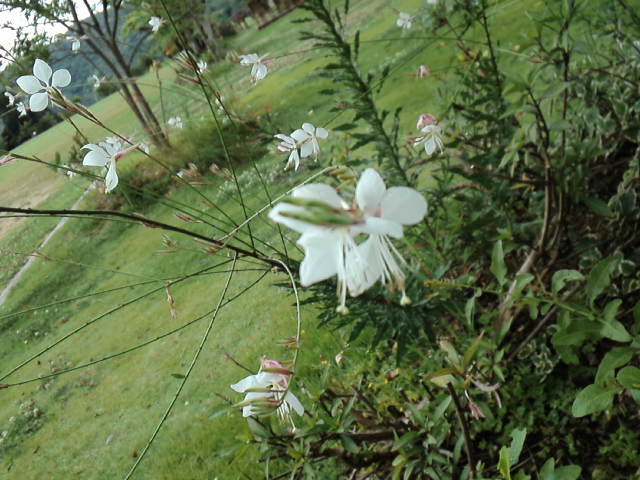 d0008724_10514609.jpg