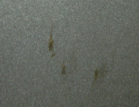 e0097534_1610599.jpg