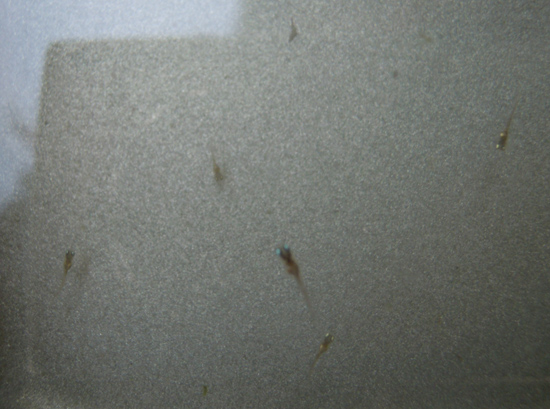 e0097534_166102.jpg