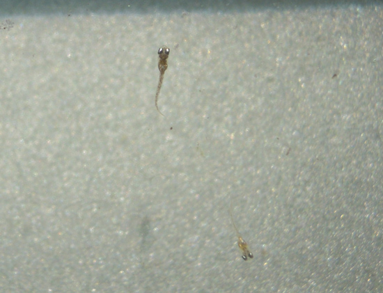 e0097534_1664998.jpg