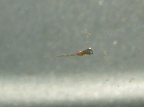 e0097534_1665934.jpg