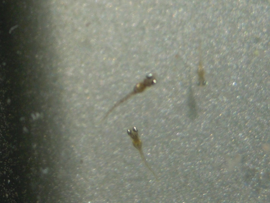 e0097534_1675521.jpg