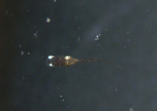 e0097534_1691314.jpg