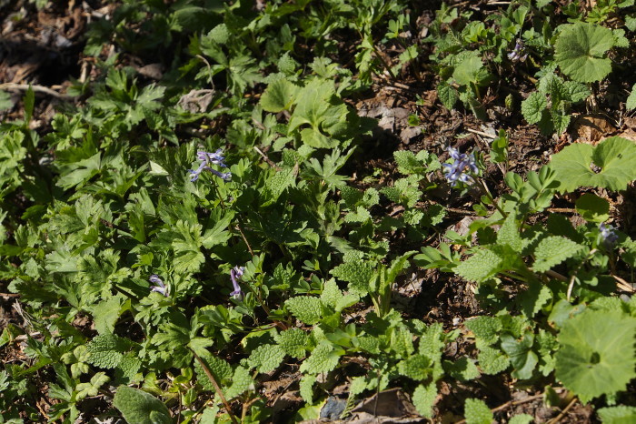 e0307372_21293595.jpg