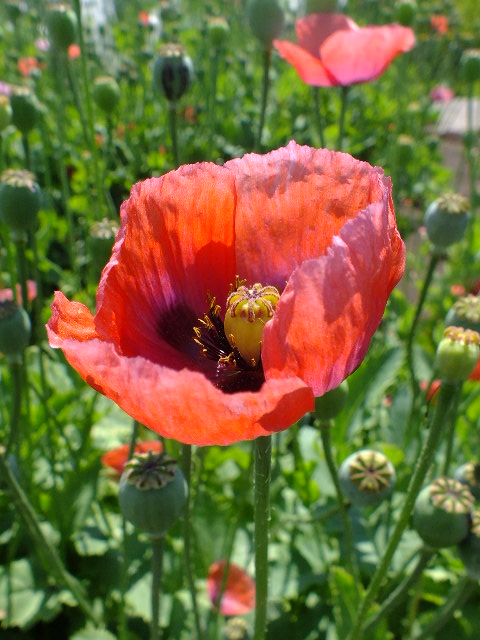 e0145782_1918326.jpg