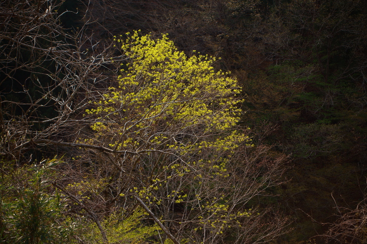 e0165983_1555341.jpg