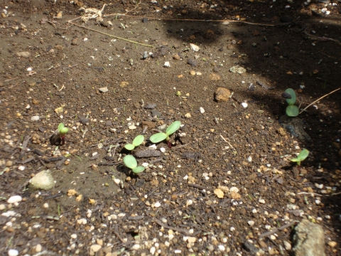 c0322794_1571481.jpg