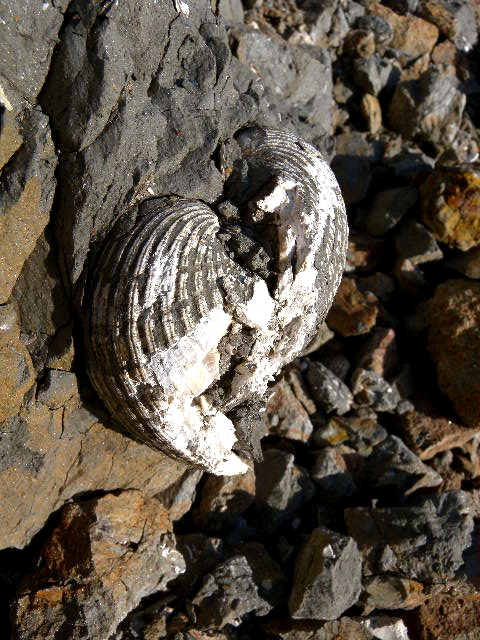 a0199297_2049427.jpg