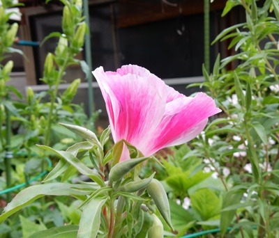 e0033229_21354886.jpg