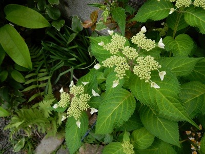 e0033229_21553351.jpg