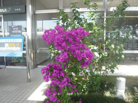 a0206332_855519.jpg