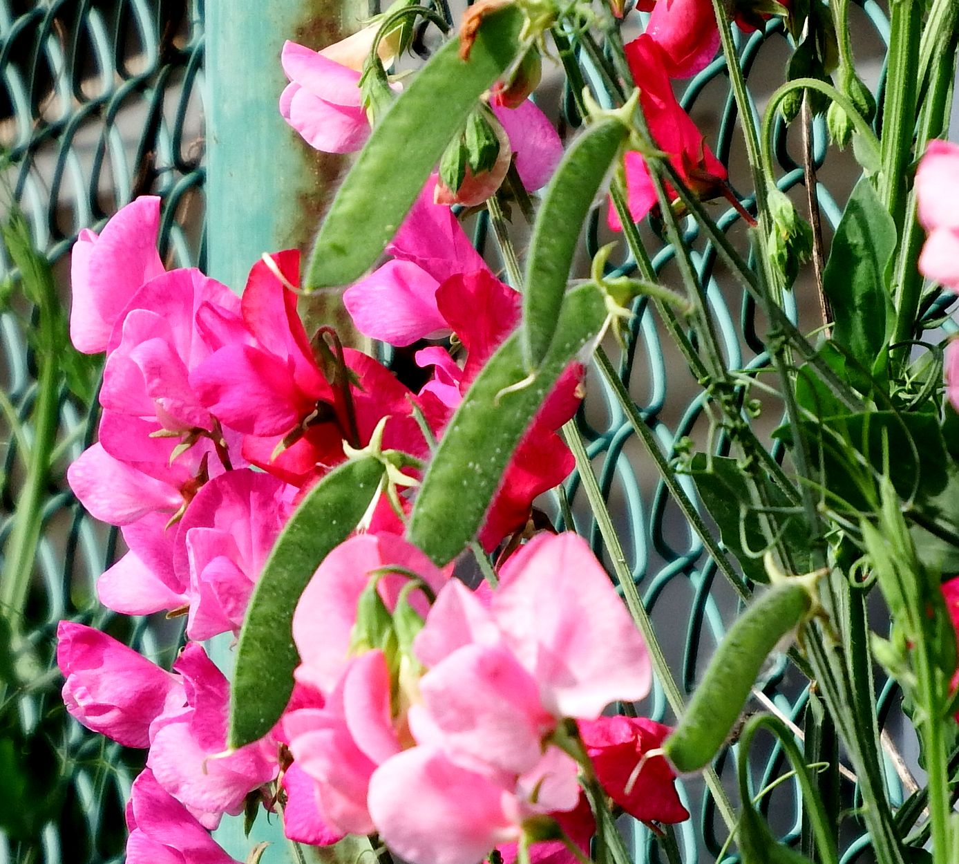 e0149934_21555477.jpg