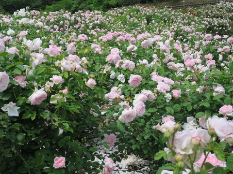 f0202151_15151570.jpg