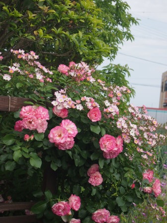 b0246758_20301533.jpg