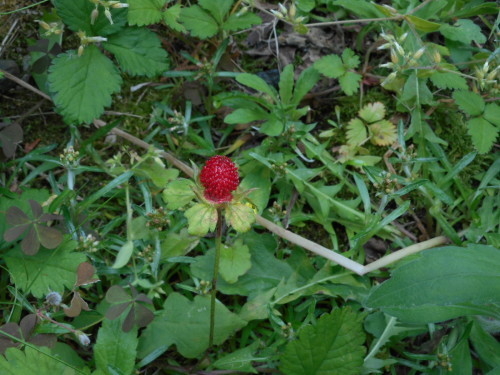 c0336266_09263296.jpg