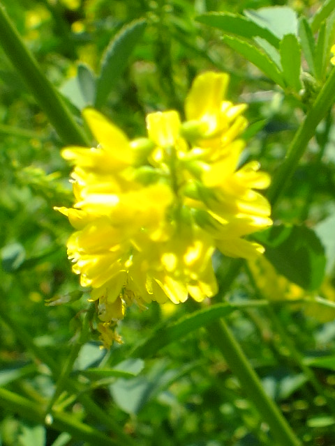 e0145782_1371086.jpg