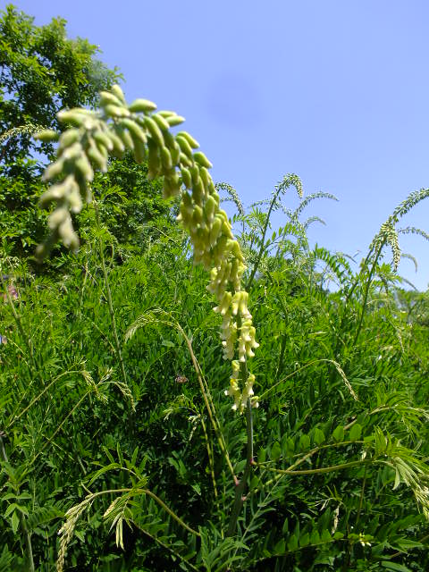 e0145782_1464247.jpg