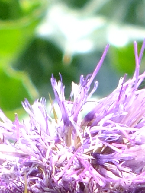 e0145782_146642.jpg