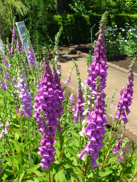 e0145782_1484184.jpg