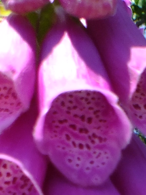 e0145782_1491116.jpg