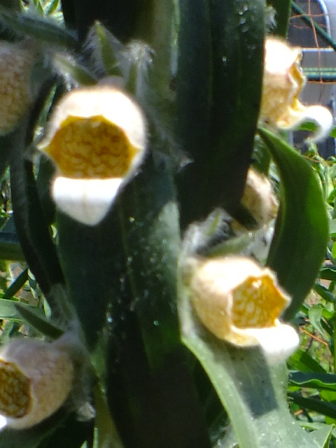 e0145782_150106.jpg