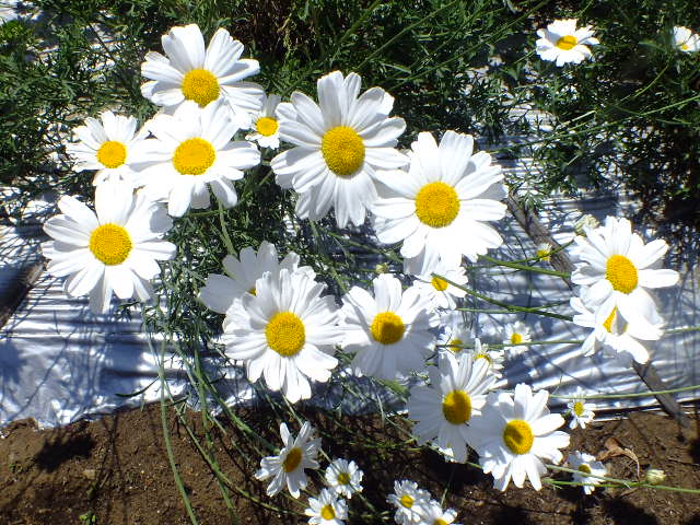 e0145782_156106.jpg