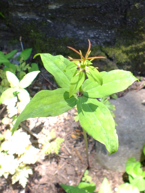 e0145782_2131154.jpg
