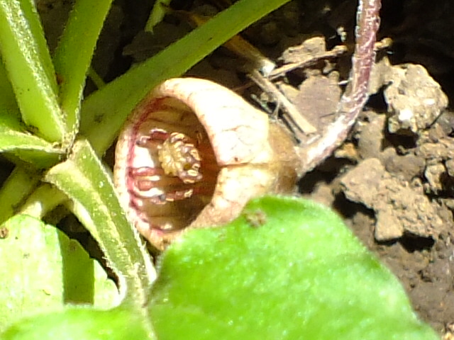 e0145782_2152257.jpg