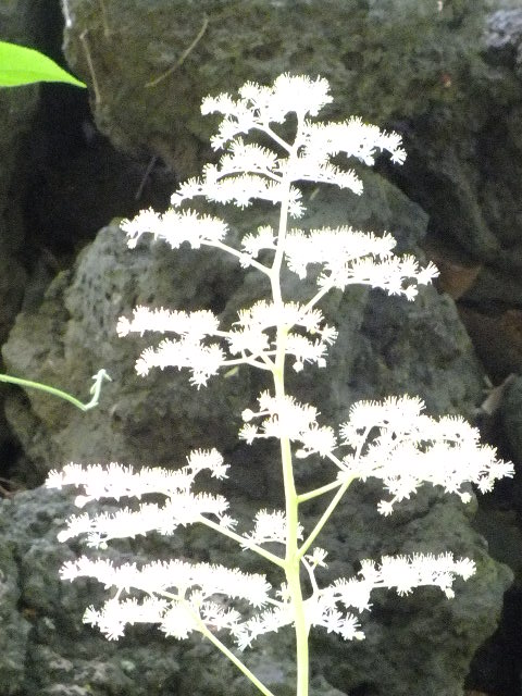e0145782_226496.jpg