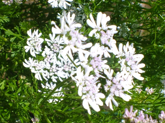 e0145782_244342.jpg