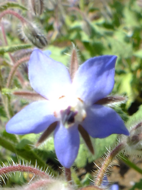 e0145782_2451762.jpg