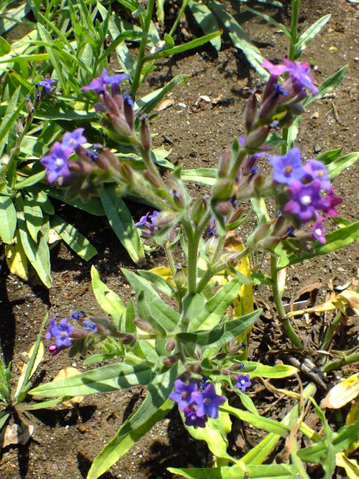 e0145782_2455589.jpg