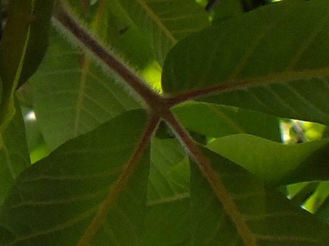 e0145782_358521.jpg