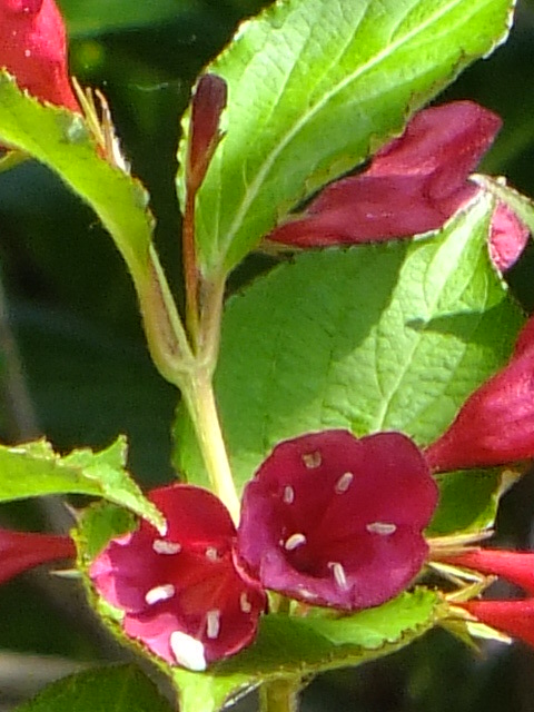 e0145782_40221.jpg