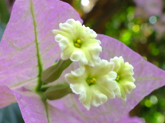 e0145782_4103160.jpg