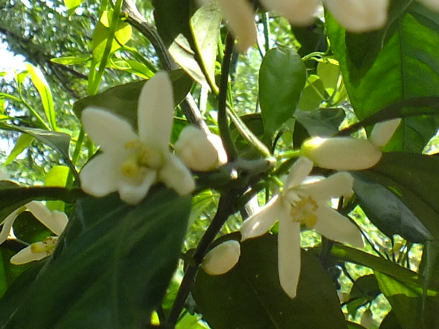 e0145782_45697.jpg