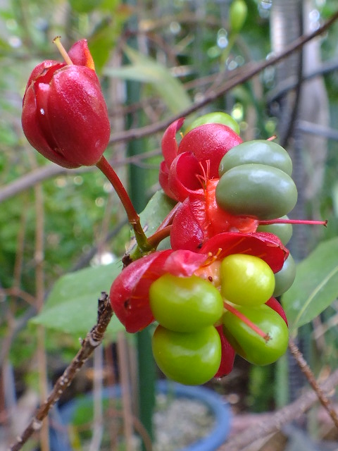 e0145782_493041.jpg