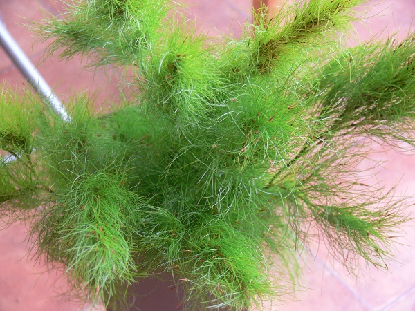 e0140986_143781.jpg