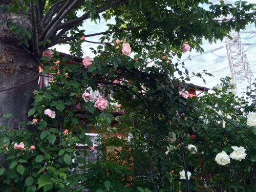 d0122088_21313296.jpg