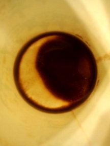 a0199297_2204466.jpg