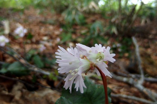 e0137200_215132100.jpg