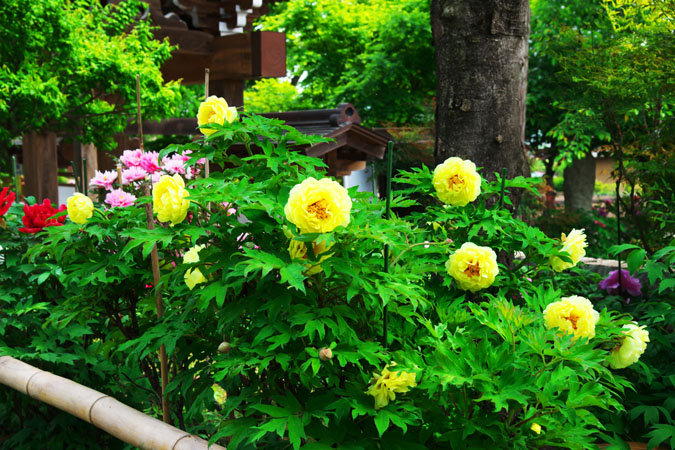 a0263109_10435186.jpg