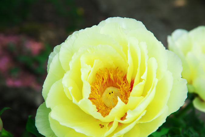 a0263109_10473437.jpg