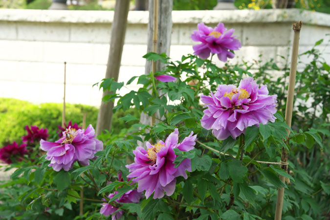 a0263109_10473730.jpg