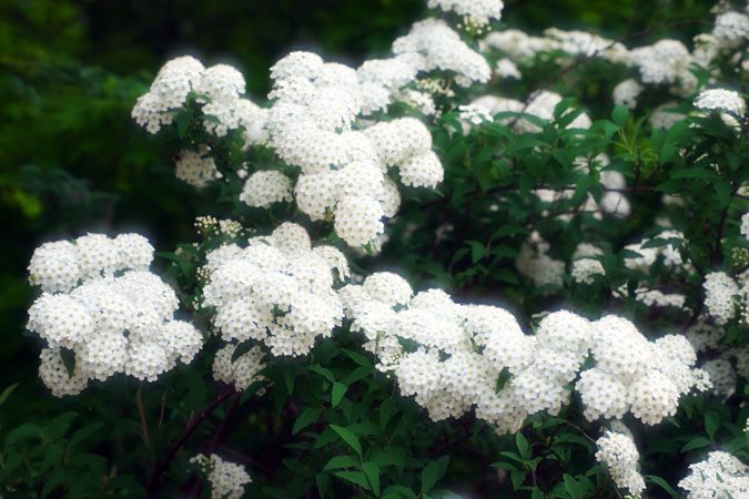 a0263109_10533291.jpg