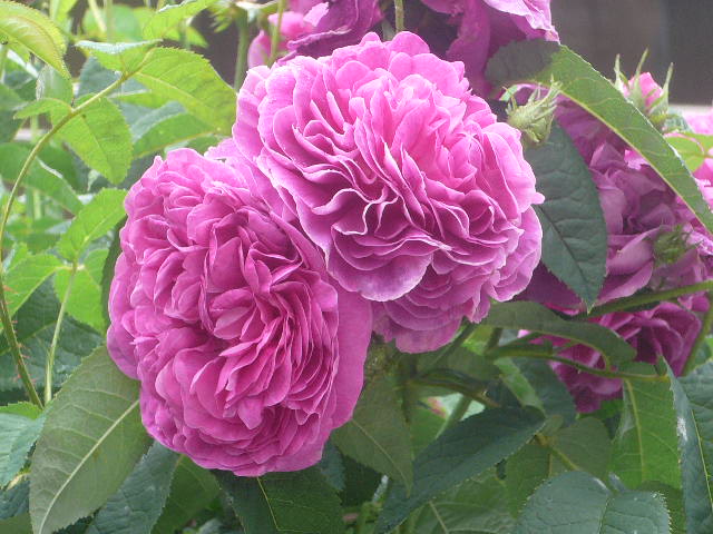 e0026017_12101335.jpg