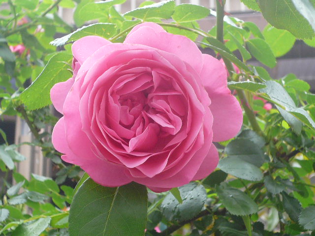 e0026017_1210433.jpg
