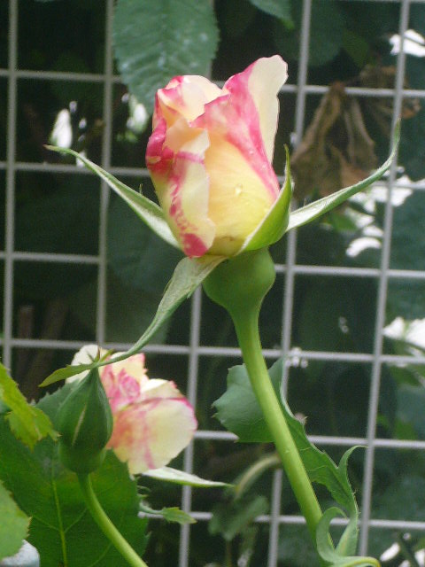 e0026017_1211842.jpg